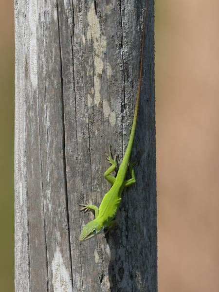 <h3><a href="/trips/orlando/biota/animalia/chordata/squamata/dactyloidae/anolis carolinensis/anolis carolinensis-nl.html">Anolis&nbsp;carolinensis</a> / Green&nbsp;anole / </h3>OM-1 Mark II met M.300mm F4.0 + MC-14, 1/2000 sec  bij F5.6, ISO 500, afstand 6.92&nbsp;m